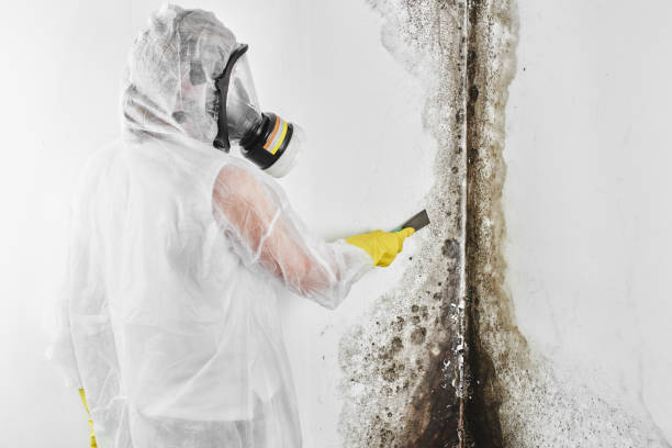 Trusted Lakeview, OR Mold Removal Experts