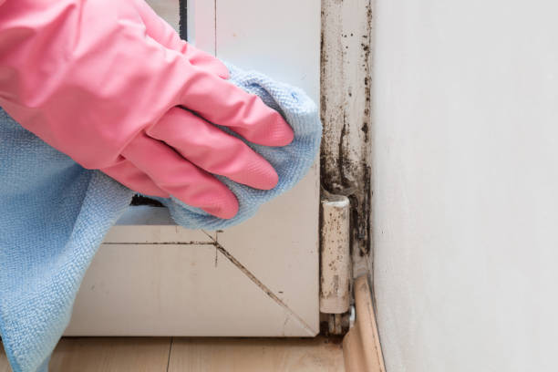 Best Certified Mold Removal  in Lakeview, OR