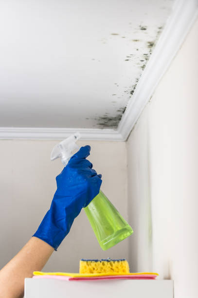 Best Fast Mold Removal  in Lakeview, OR